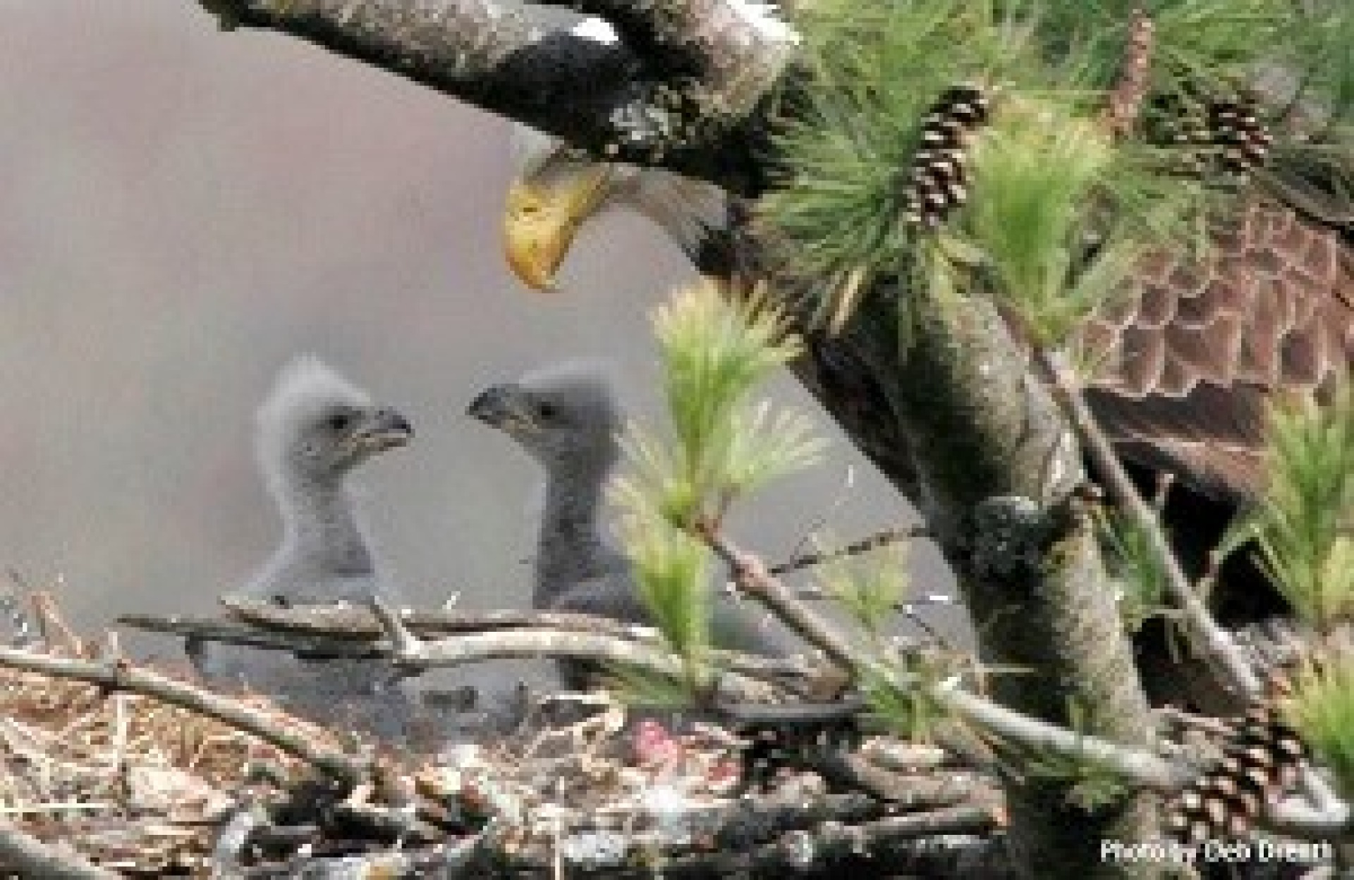 bald eagle nest monitor