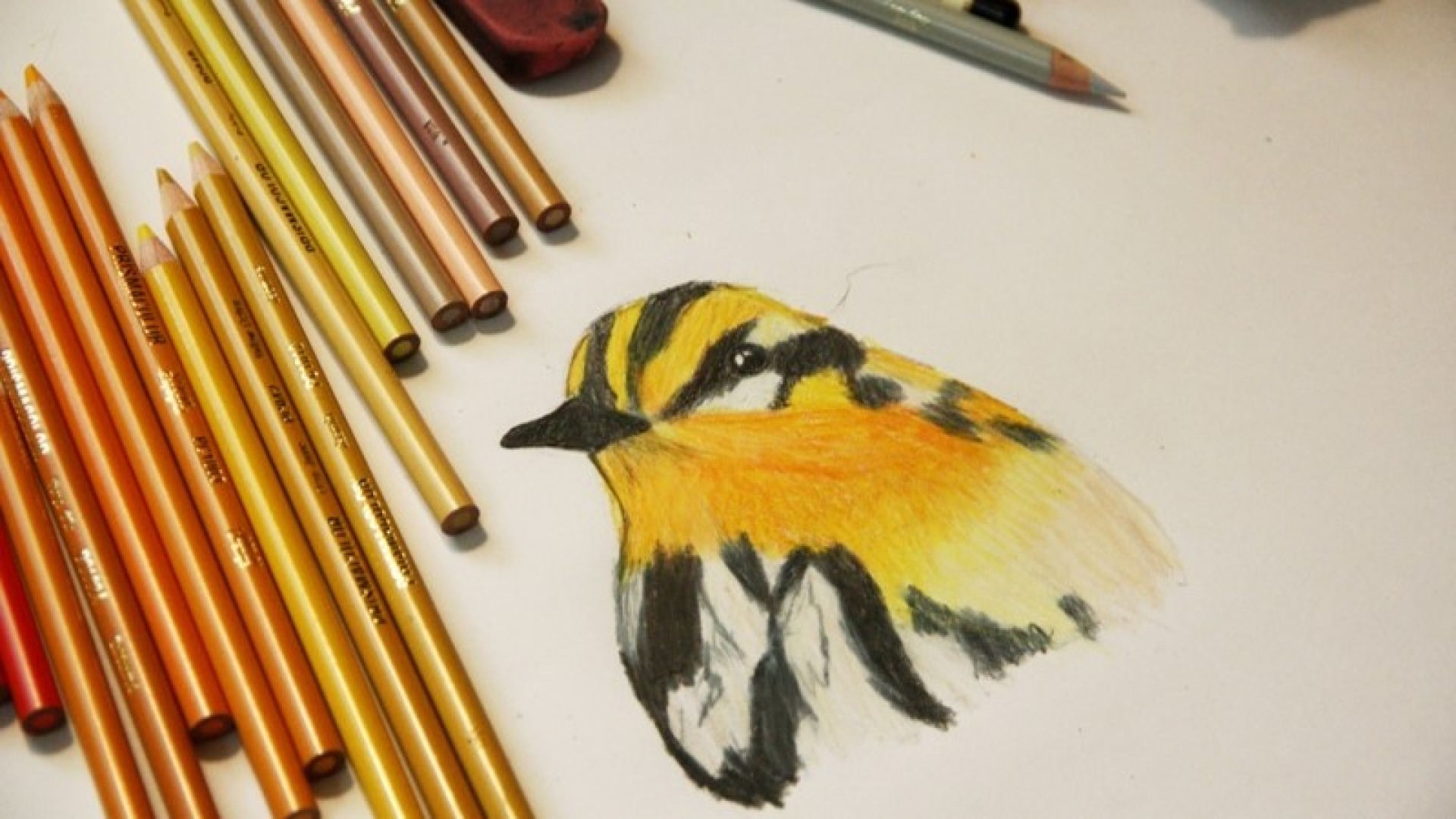 bird drawing