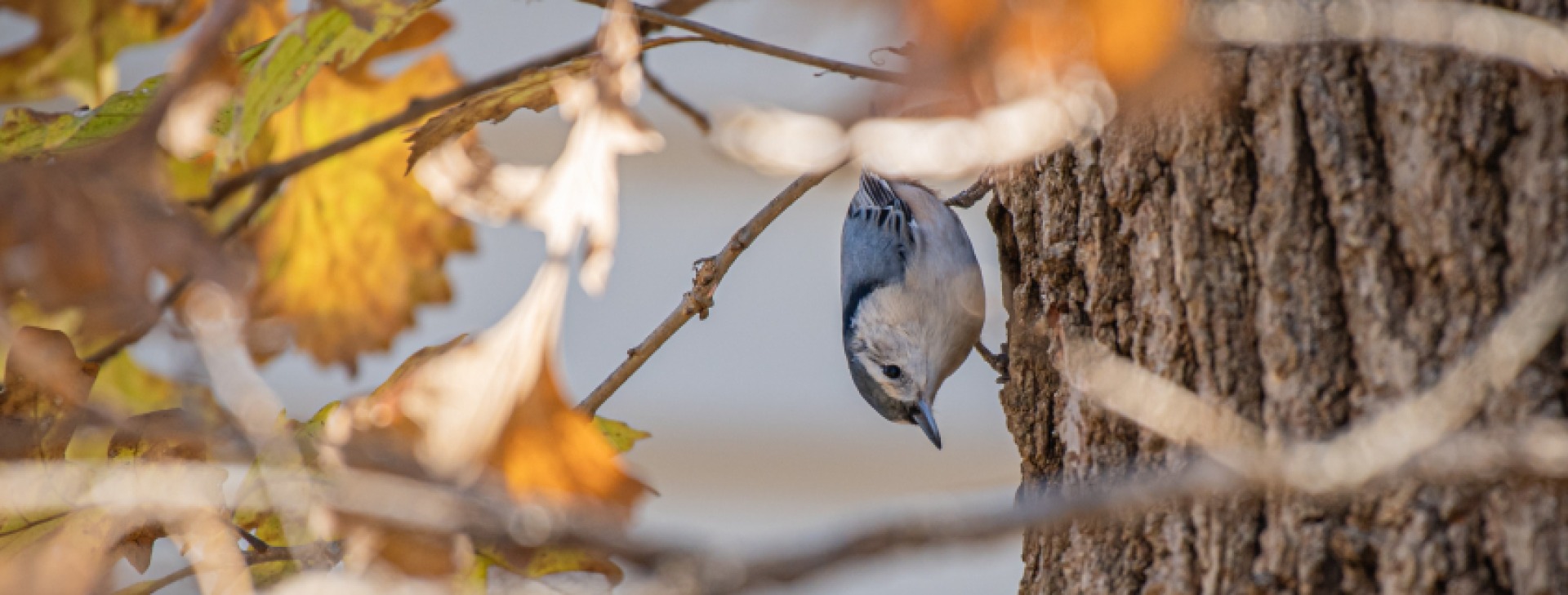 Birdy Brunch