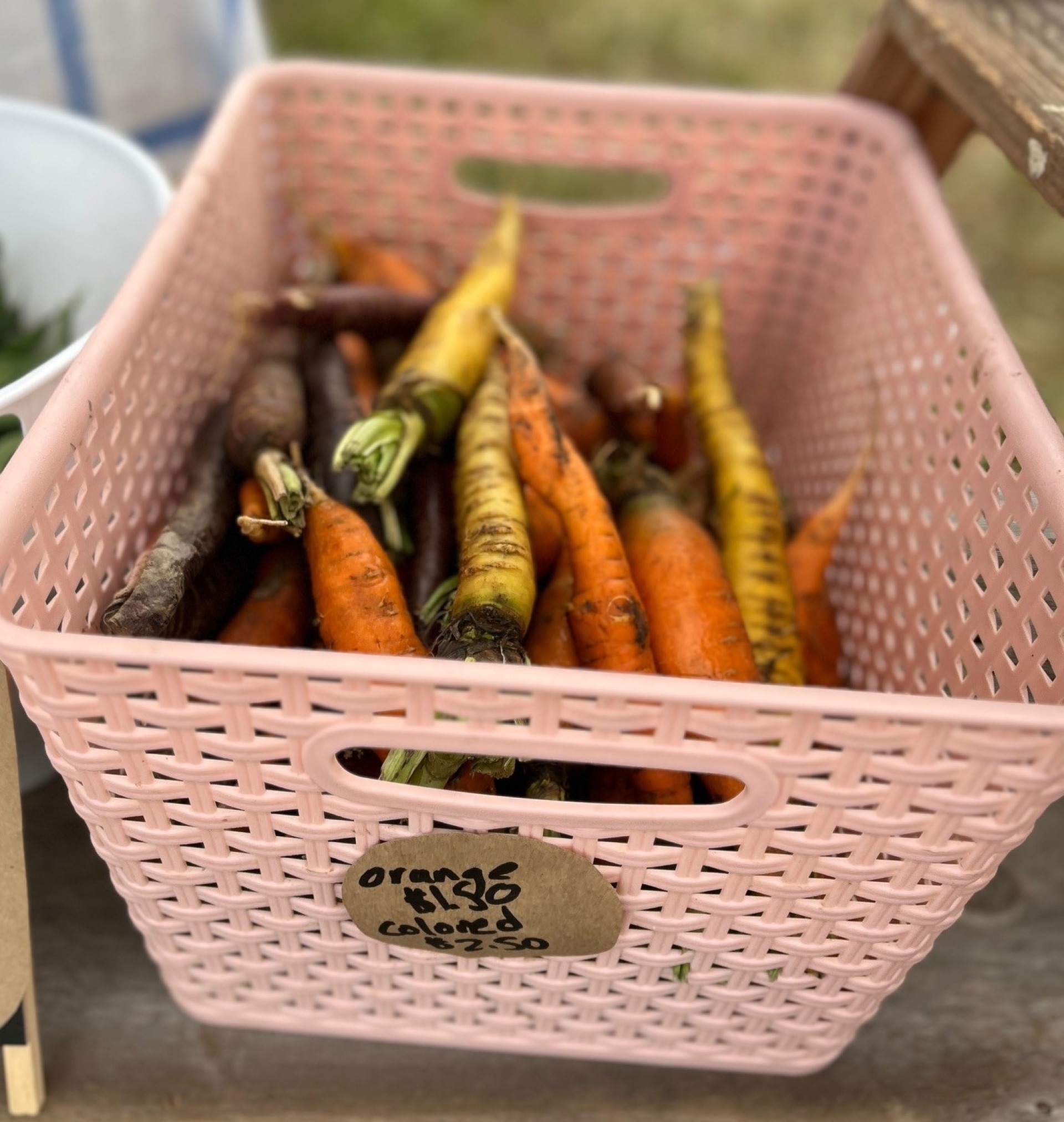 carrot
