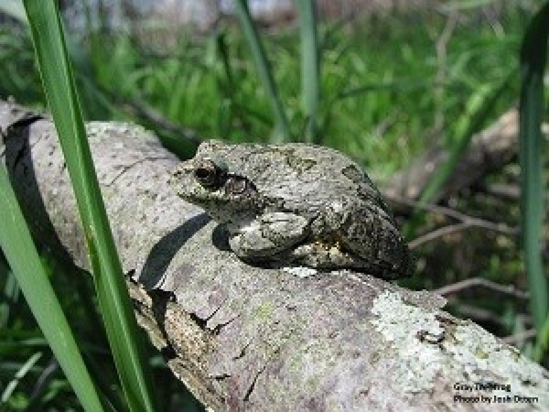 frog and toad