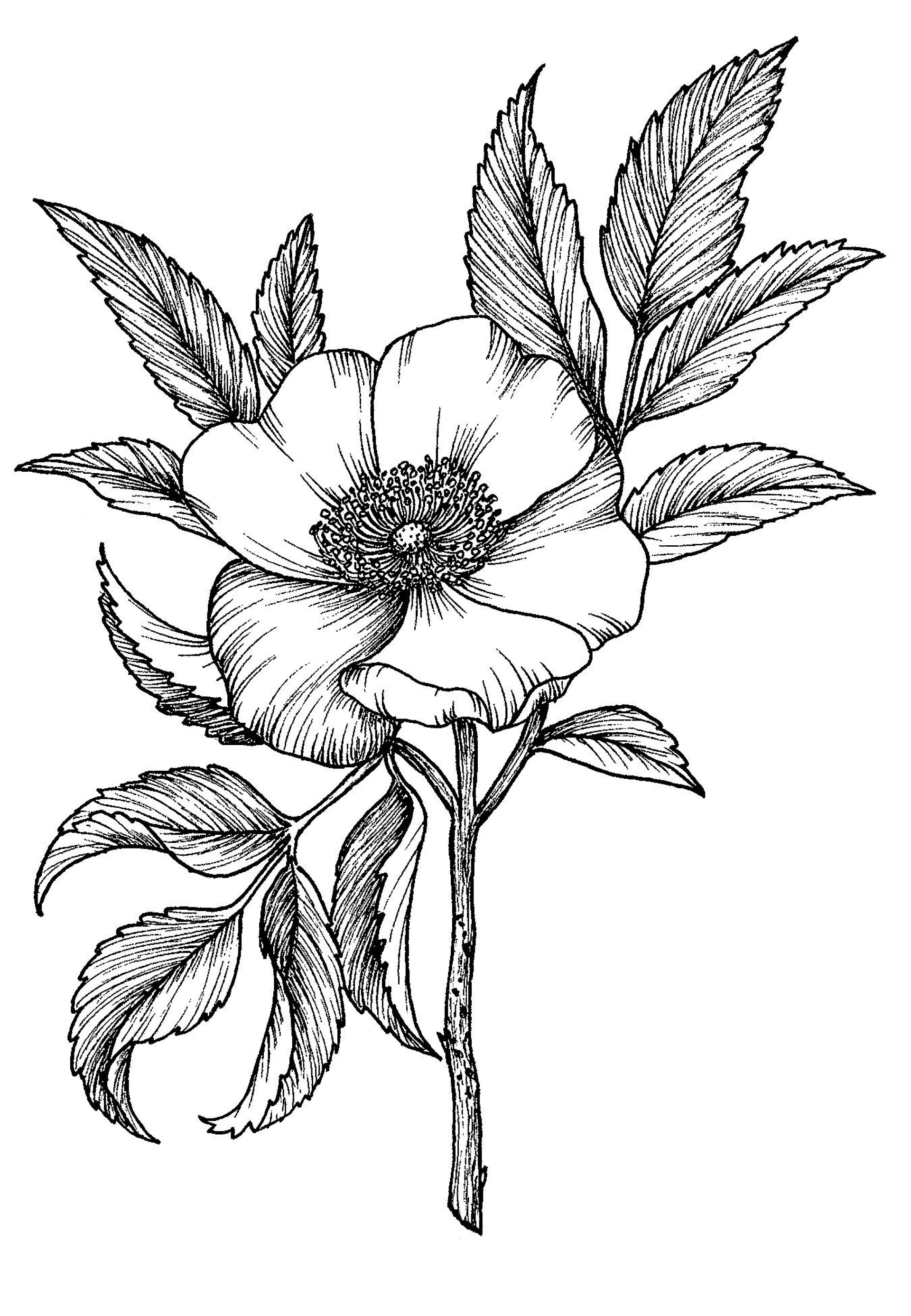 ink drawing
