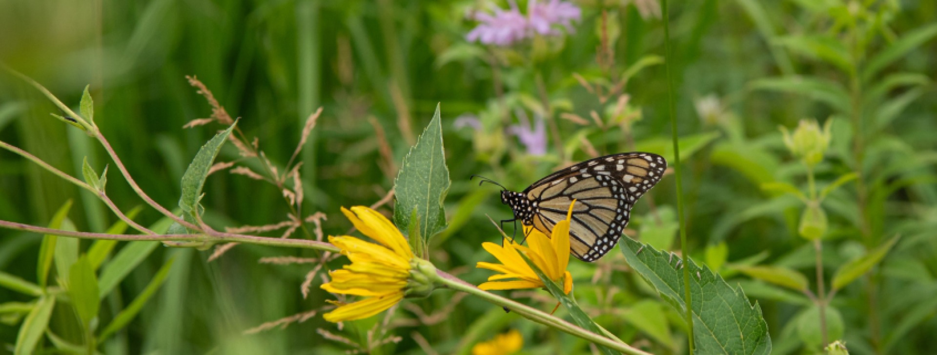 Monarch on Flower