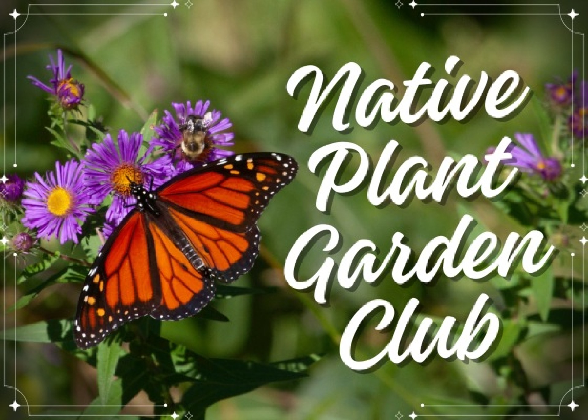 Native Plant