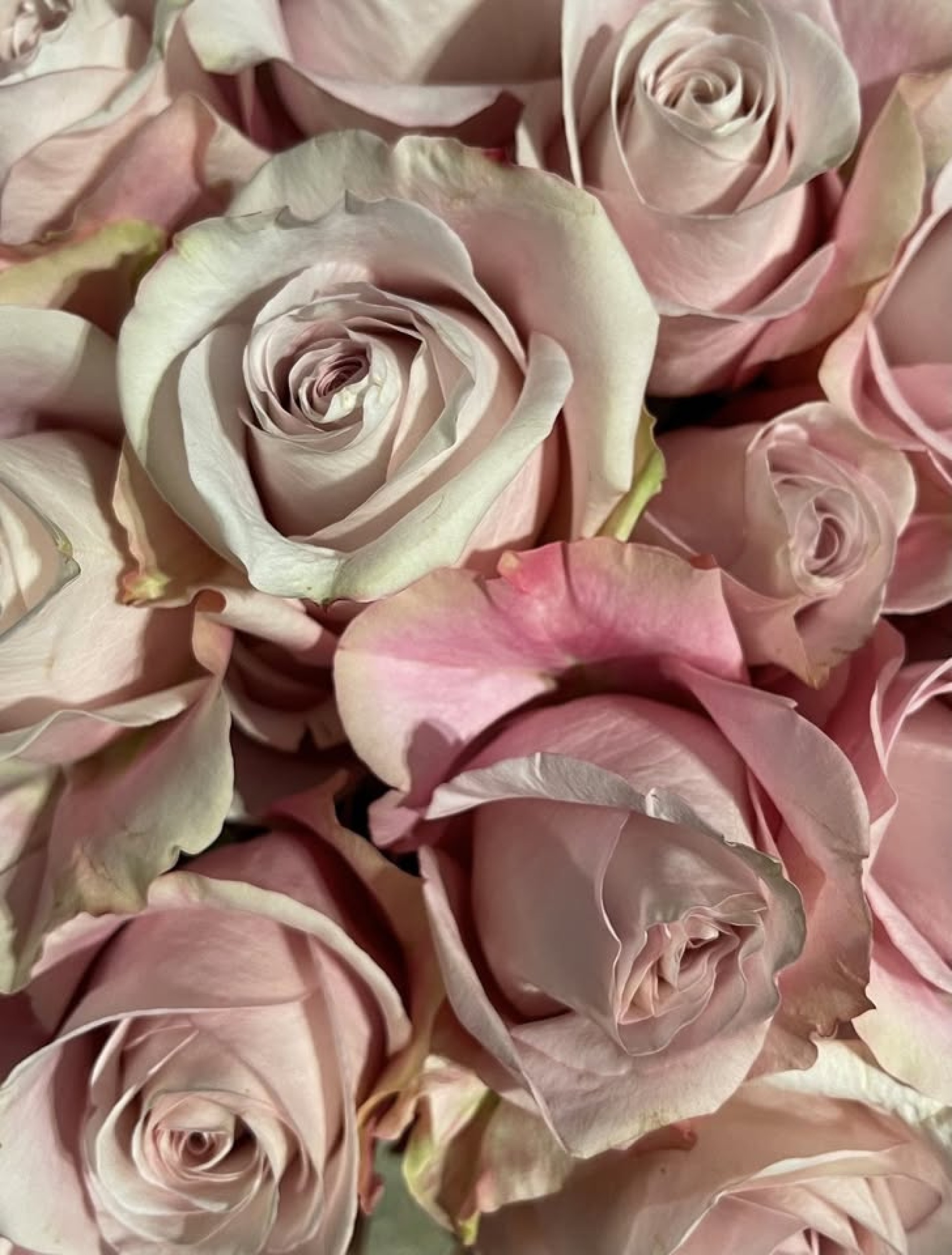 Roses