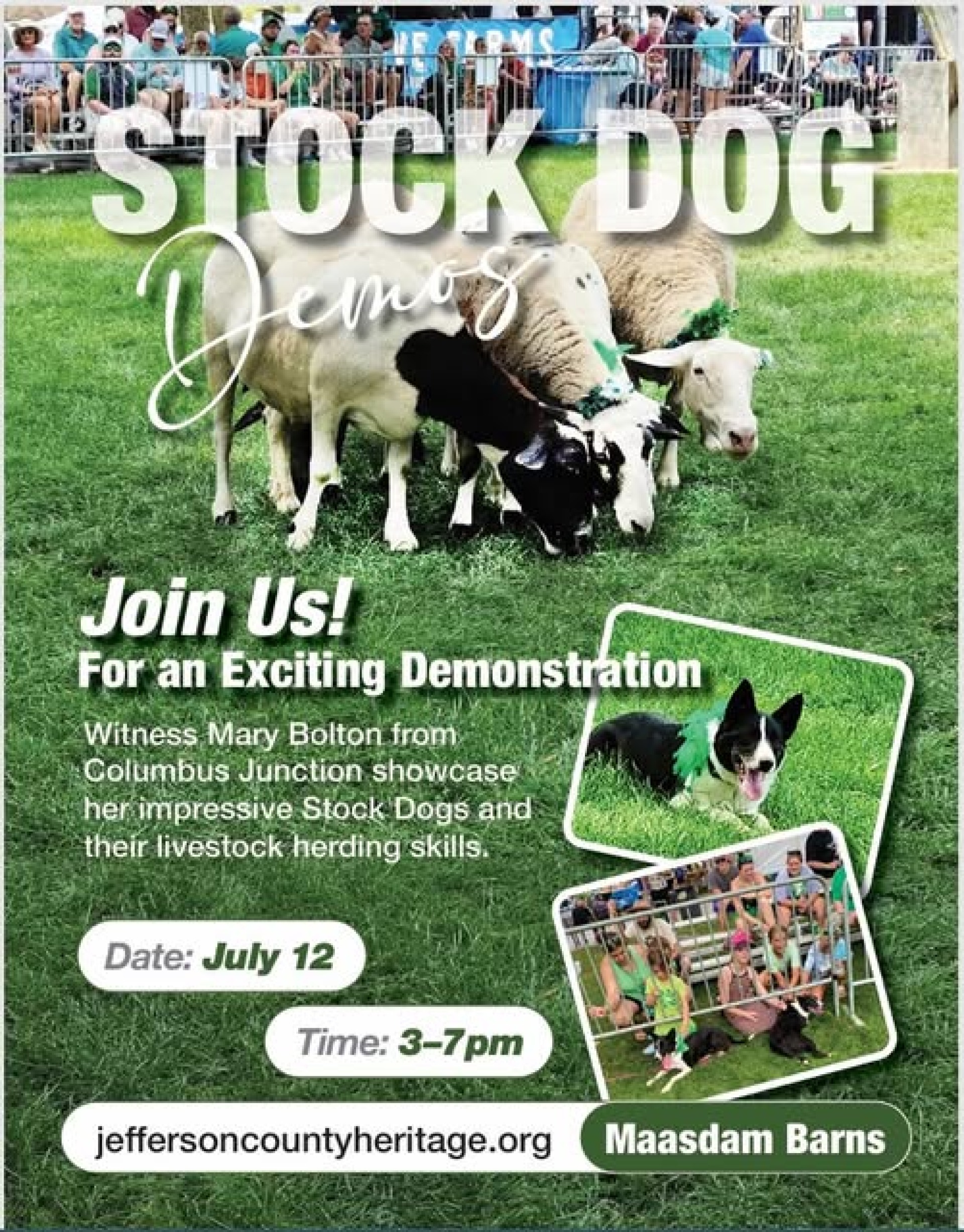 stock dog