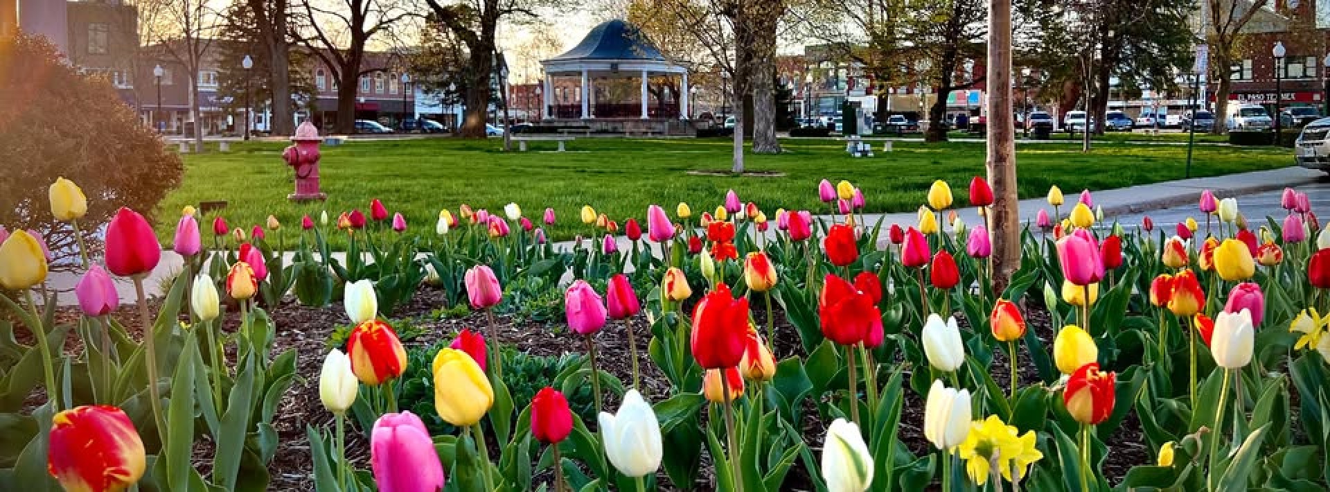 Tulip Day